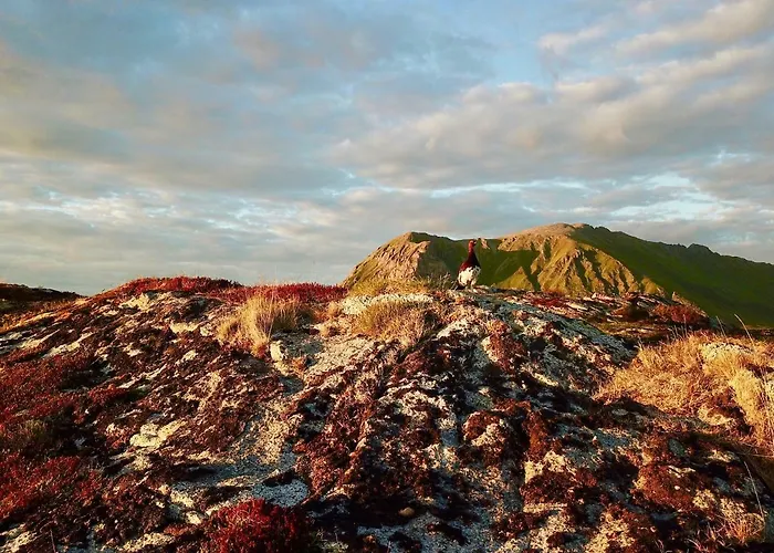 Апартаменты Lofoten Ocean View - Sandoy Gard Санд